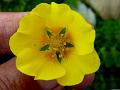 Silverleaf Cinquefoil